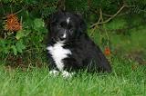 BORDER COLLIE 1477